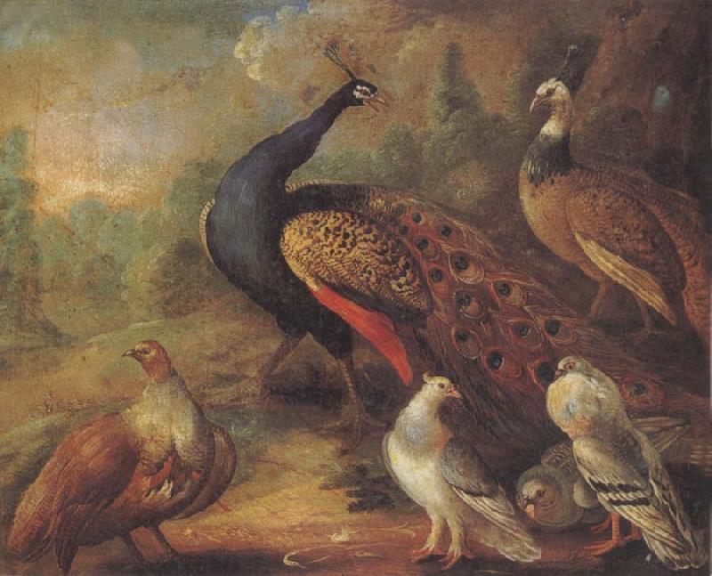 Marmaduke Cradock Peacock and Partridge France oil painting art